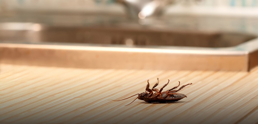 Fumigar cucarachas en Alcalá del Valle