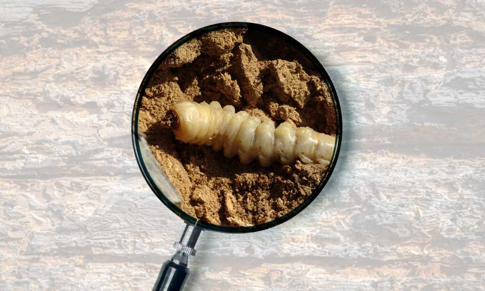 Eliminar carcoma en Tarifa