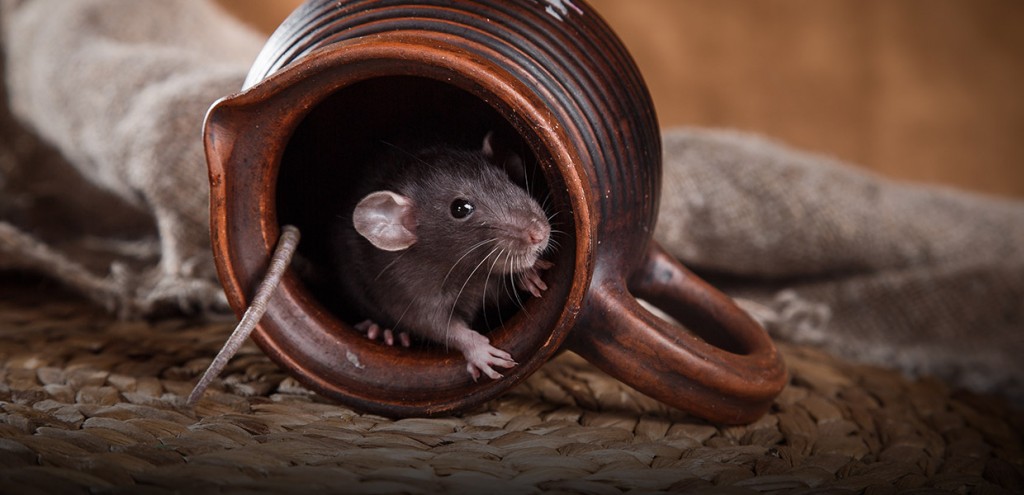 fumigar ratones en Zahara de la Sierra